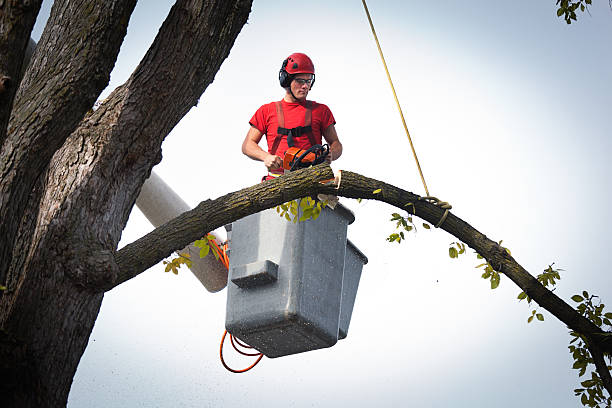 Best Tree Removal  in USA